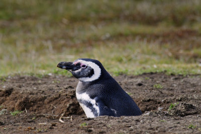 Falklands 0005 Carcass Island.jpg