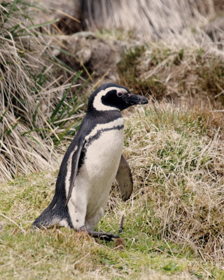 Falklands 0006 Carcass Island.jpg