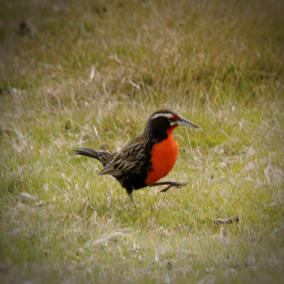 Falklands 0007 Carcass Island.jpg
