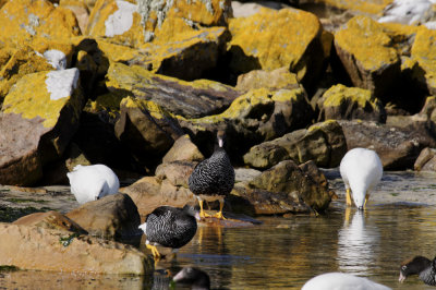 Falklands 0010 New Island.jpg
