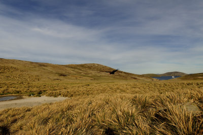 Falklands 0029 New Island.jpg