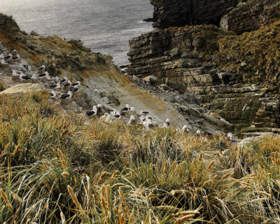 Falklands 0030 New Island.jpg