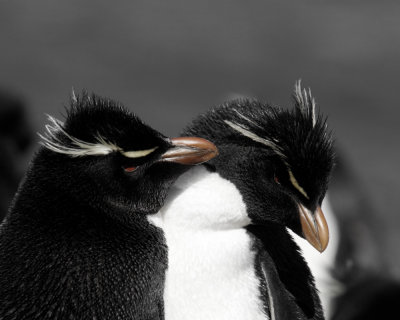 Falklands 0044 Bleaker Island.jpg