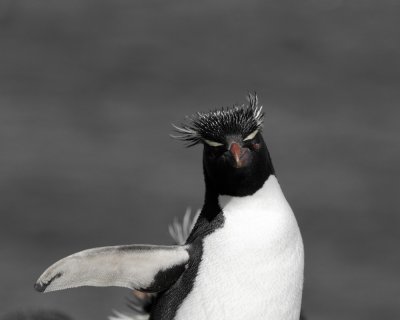 Falklands 0046 Bleaker Island.jpg