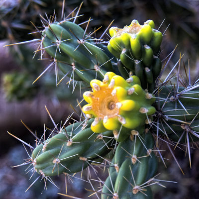 Santa Fe -4.jpg