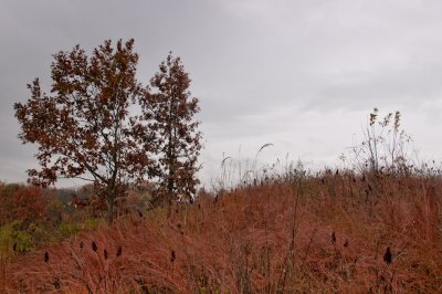 Image-11.jpg
