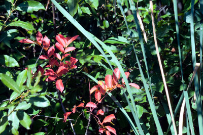 Image-1