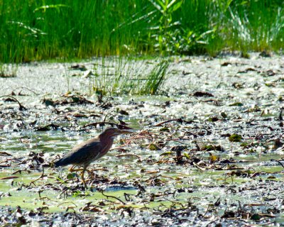 Volo Bog State Natural Area