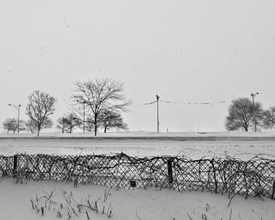Birds on Line at Lakefront