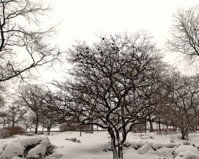 Birds in tree