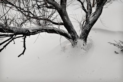 Tracks in snow
