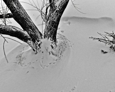 Tracks in snow
