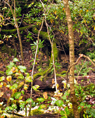 Trail to Upper Linville Falls