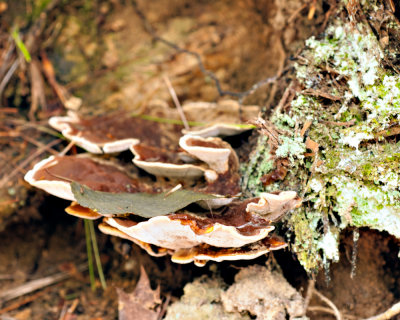 Trail to Upper Linville Falls