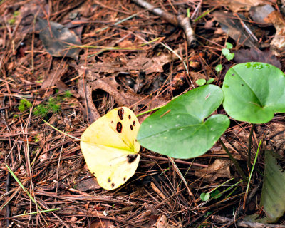 Trail to Upper Linville Falls