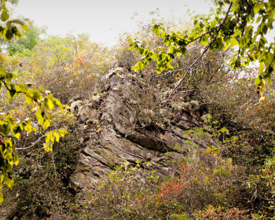 Along the Linville River