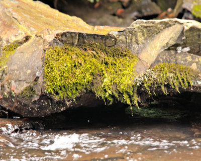 Along the Linville River