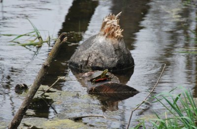 sunning in the beaver pond