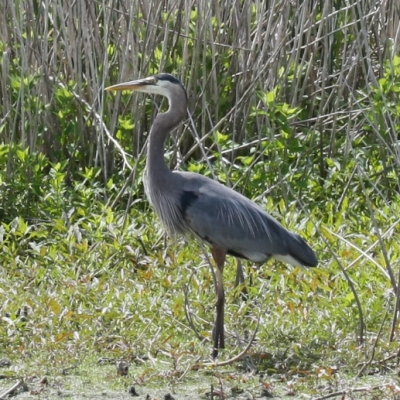 Montezuma Wildlife Refuge