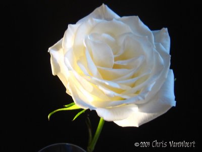 white rose watemark.jpg