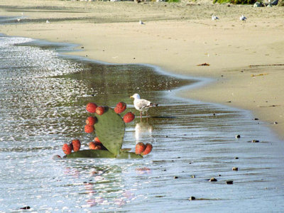 Your cloned seagull image