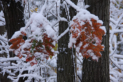 Early snows