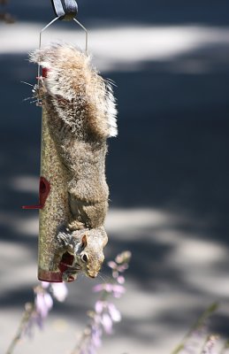 IMG_3217 copy.jpg