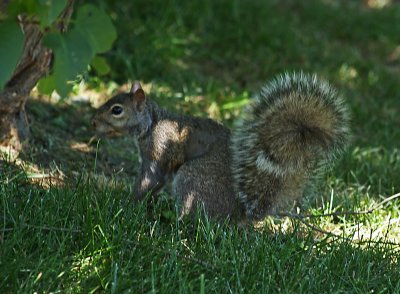 IMG_3220 copy.jpg