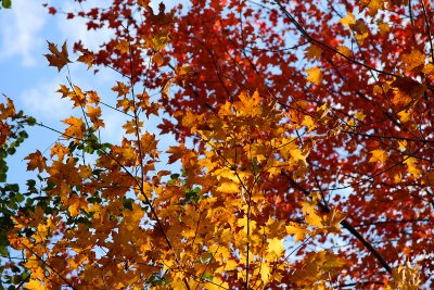 Red, green, yellow and orange..the colors of fall