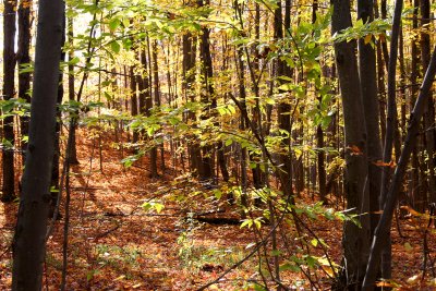 A small path