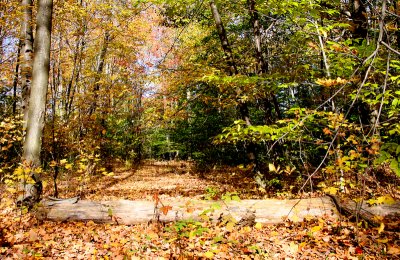 A 4-wheeler path