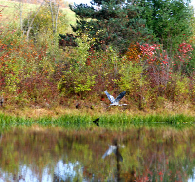 Made it to the pond!
