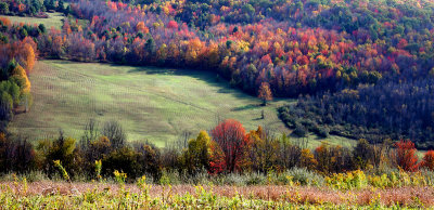 Open Field