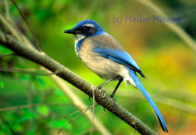 Blue Bird.jpg