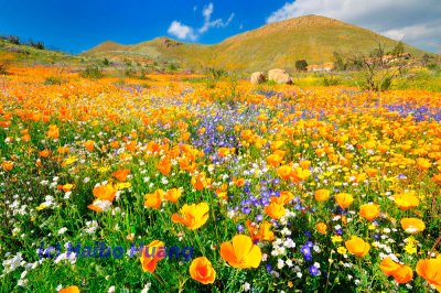 California Wildflowers.jpg