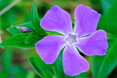Flower 11.jpg