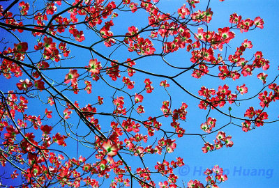 Flowering Tree.jpg