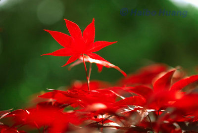 Red Leaf.jpg