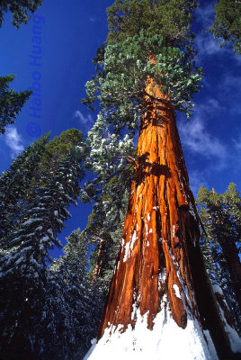 Sequoia Tree.jpg