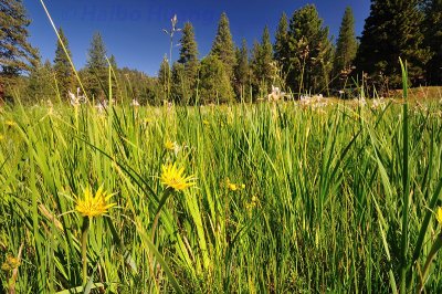 King's Canyon National Park