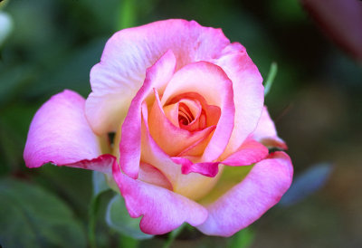 003_Rose in Front Yard.jpg