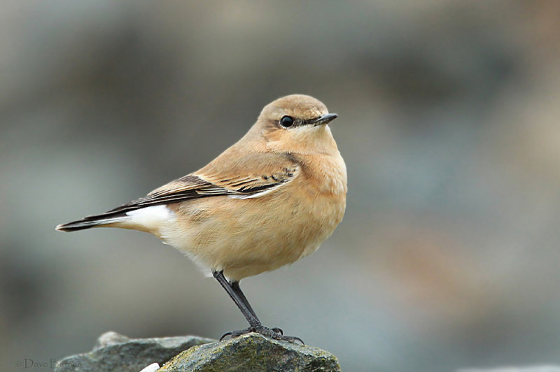 Northern Wheatear (Oenanthe oenanthe)