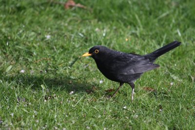 Blackbird (Turdus merula) - Market Drayton Shropshire UK