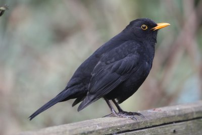 Blackbird (Turdus merula) Market Drayton Shropshire