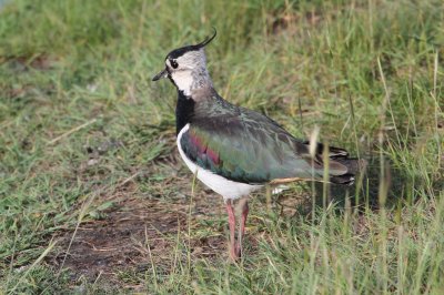 Northern Lapwing (Vanellus vanellus)