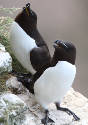 Razorbill (Alca torda)