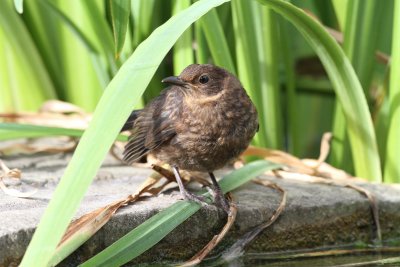 Blackbird (Turdus merula)