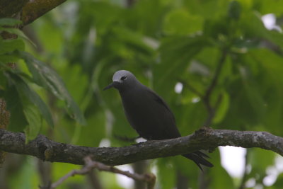 Lesser Noddy