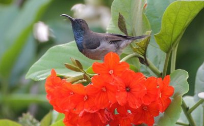 Seychelles Sunbird
