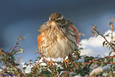 Redwing - Droitwich Town Centre